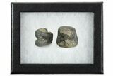 Rare Dinosaur (Hypsilophodon) Bone Assortment - England #352104-2